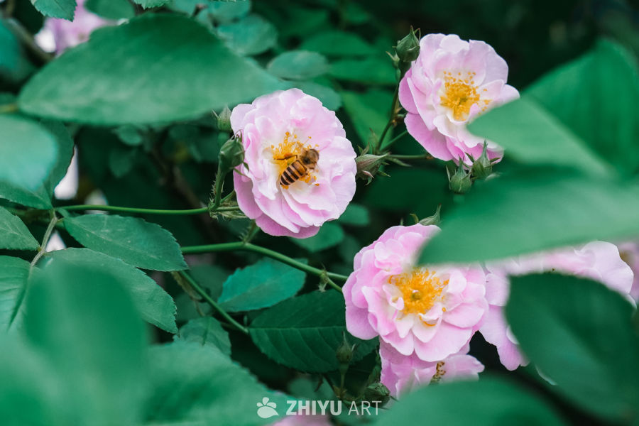 春末的蔷薇花 15