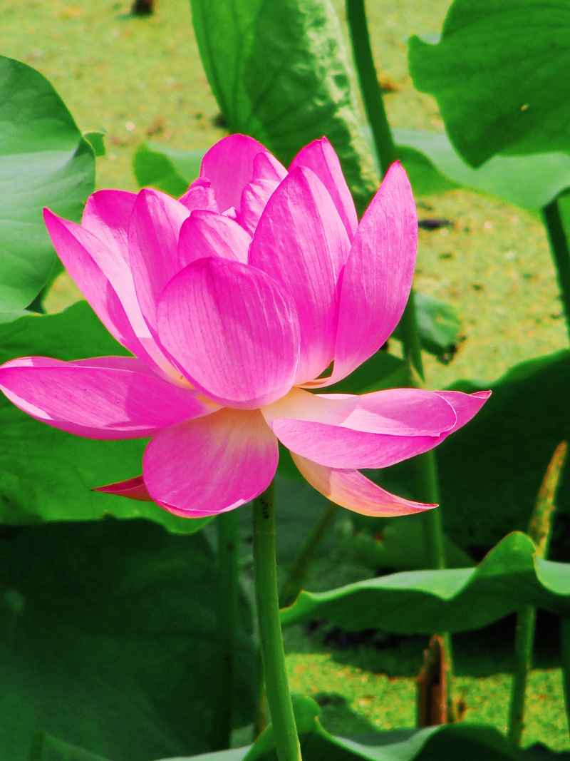 “水中君子”——荷花 19