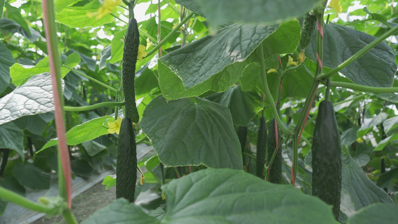 黄瓜种植 18