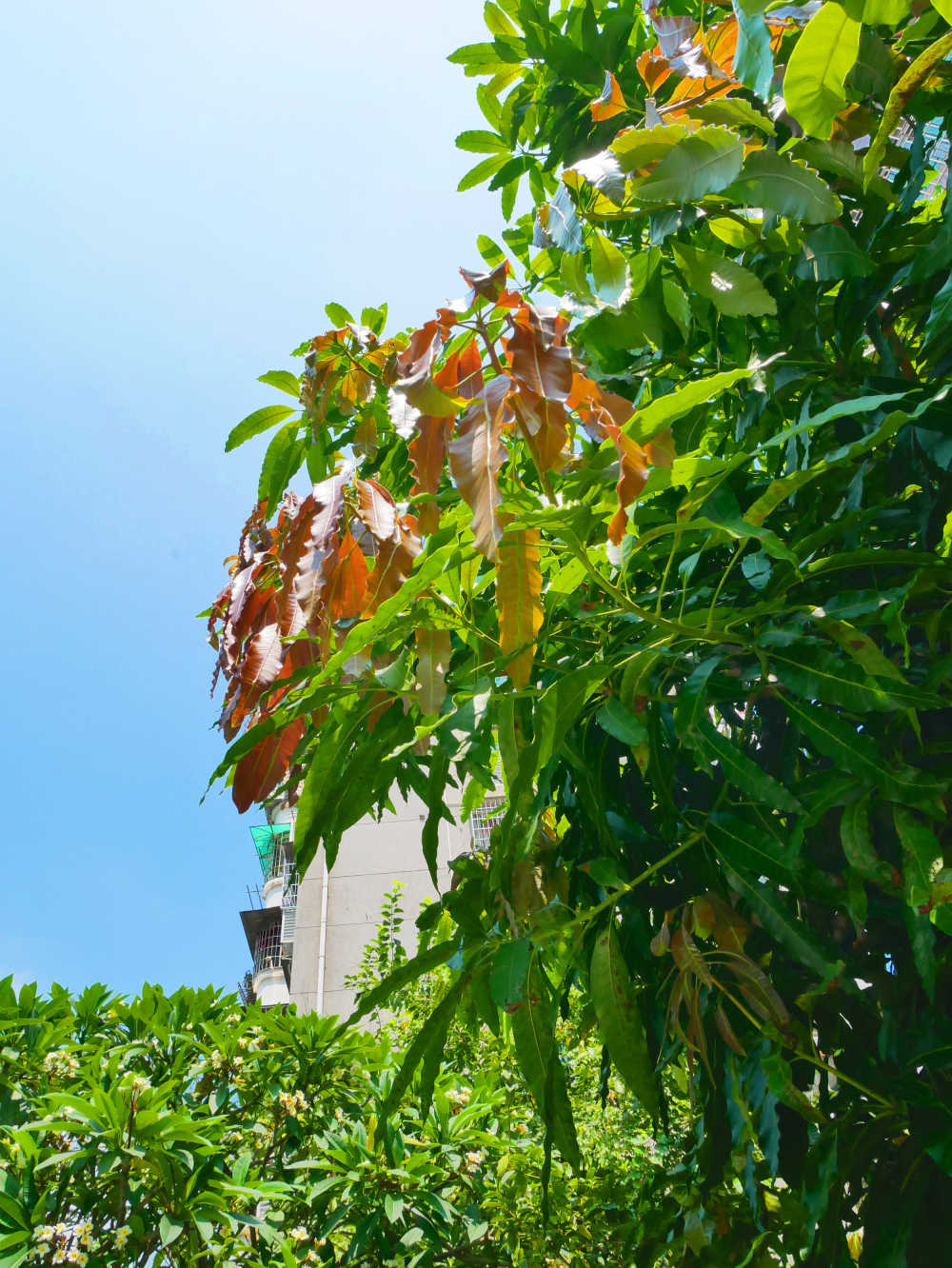 小区的芒果树和鸡蛋花