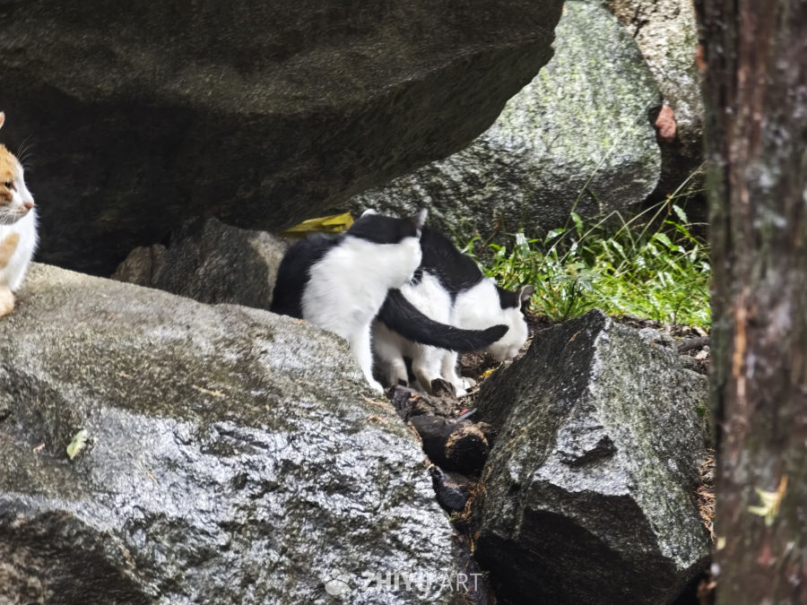 岩石间的猫咪时光