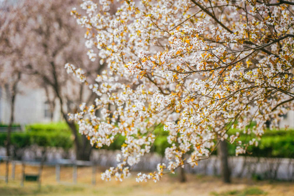春日浪漫樱花