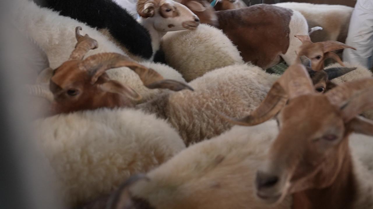 山羊养殖防疫工作