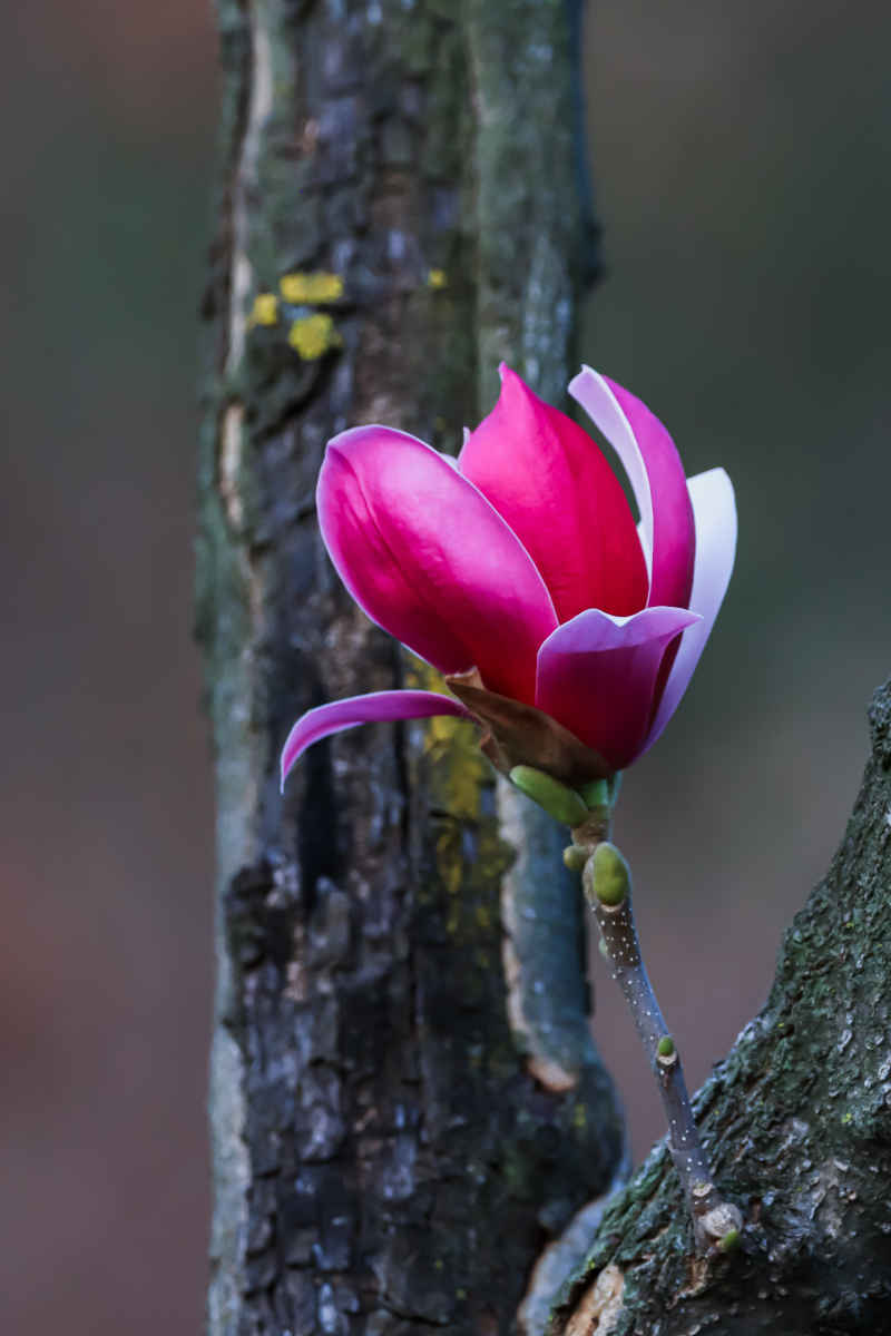 花卉摄影 10