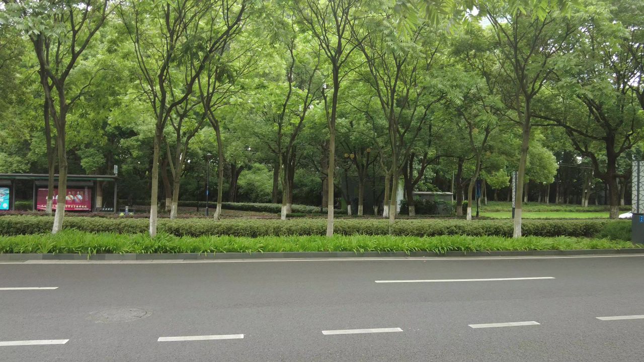 城市大道绿树成荫实拍交通