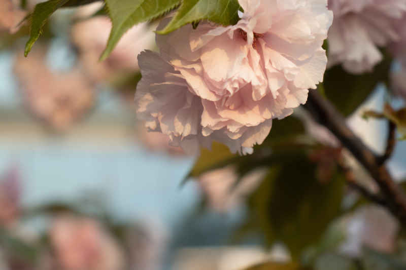 花影缤纷