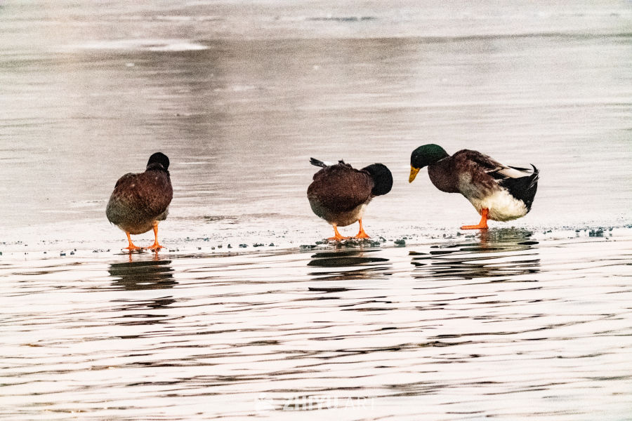 三鸭戏水冬日景