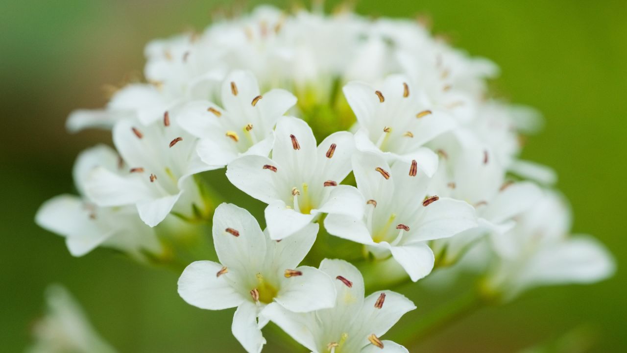 春天花朵花卉4K实拍空镜