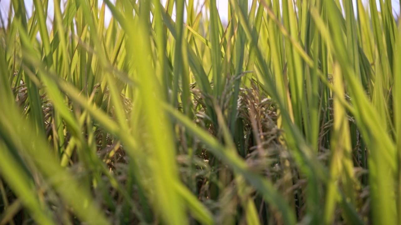 乡野田间的稻田