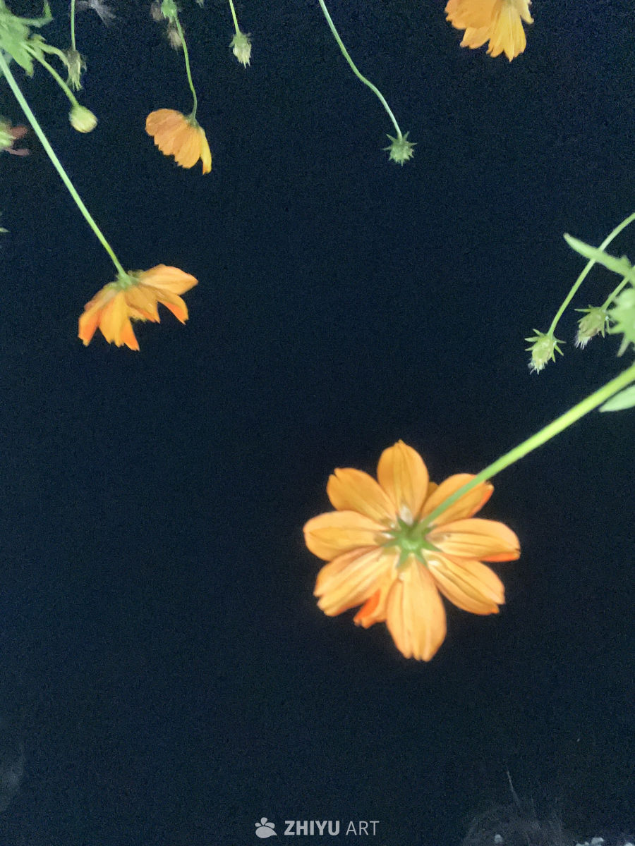 夜空下的橙花