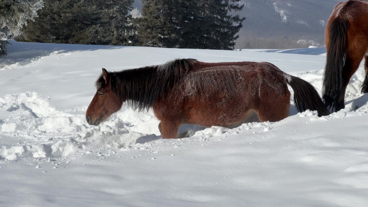 马在雪地里走路