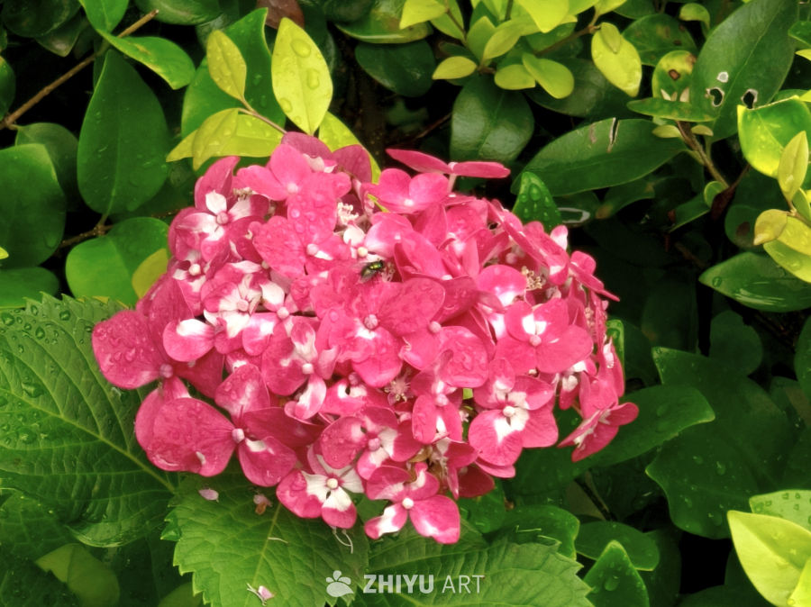 雨后绣球花