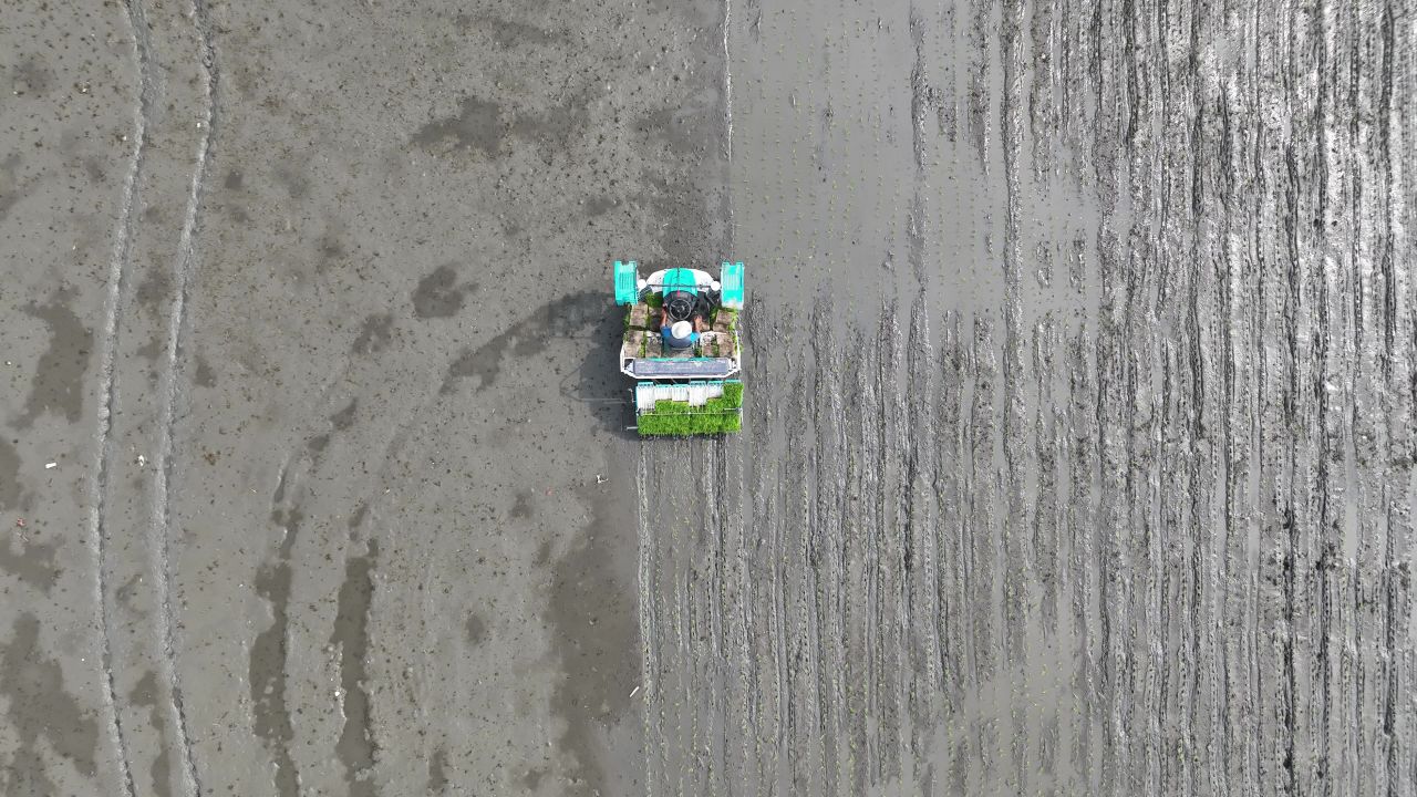夏种插秧进行时