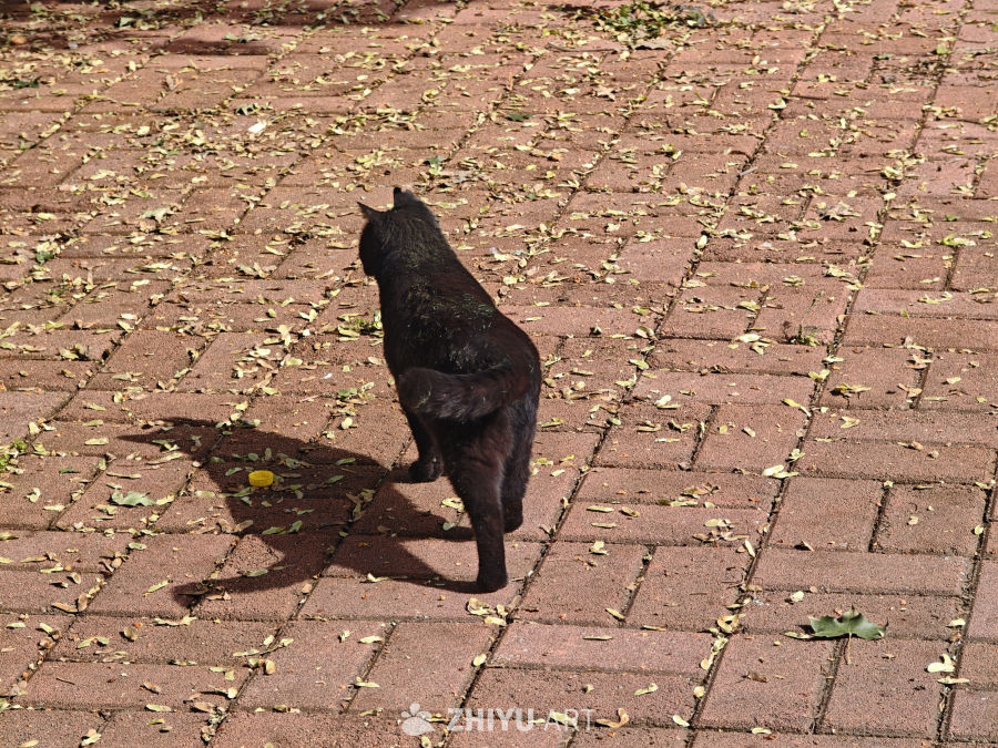 秋日黑猫漫步