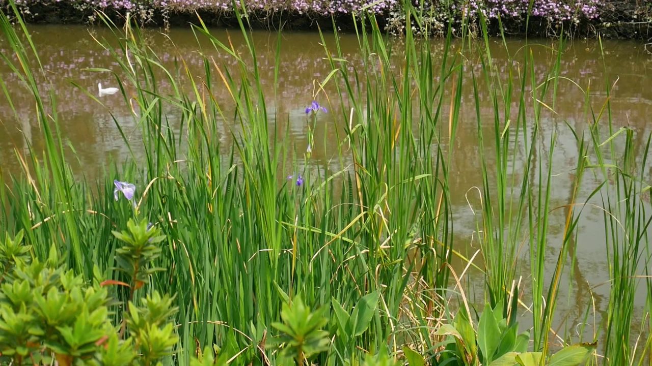 小河清风菖蒲草