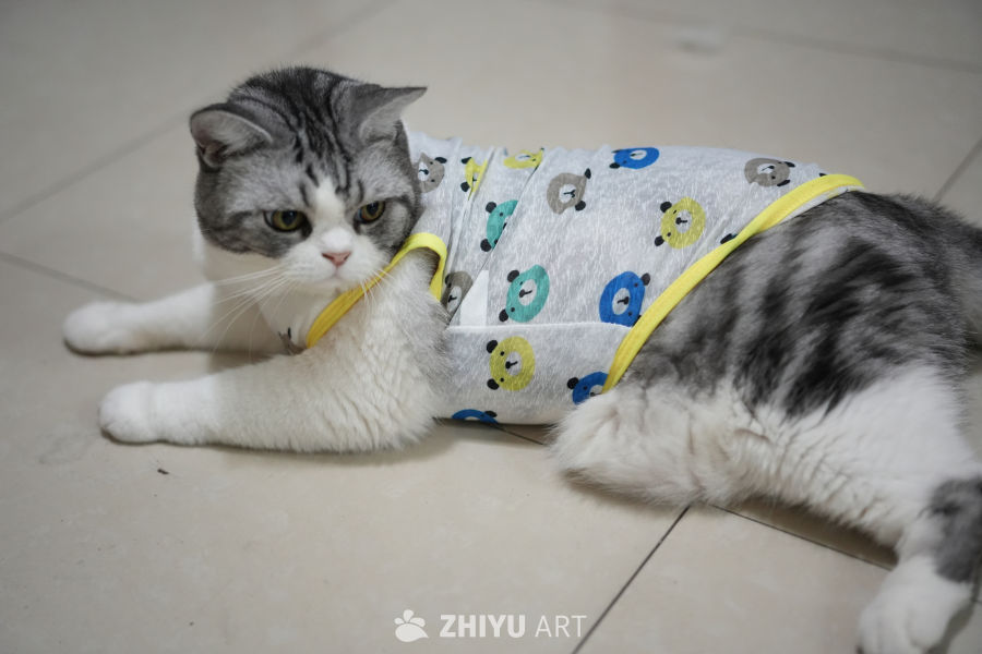 猫咪 16