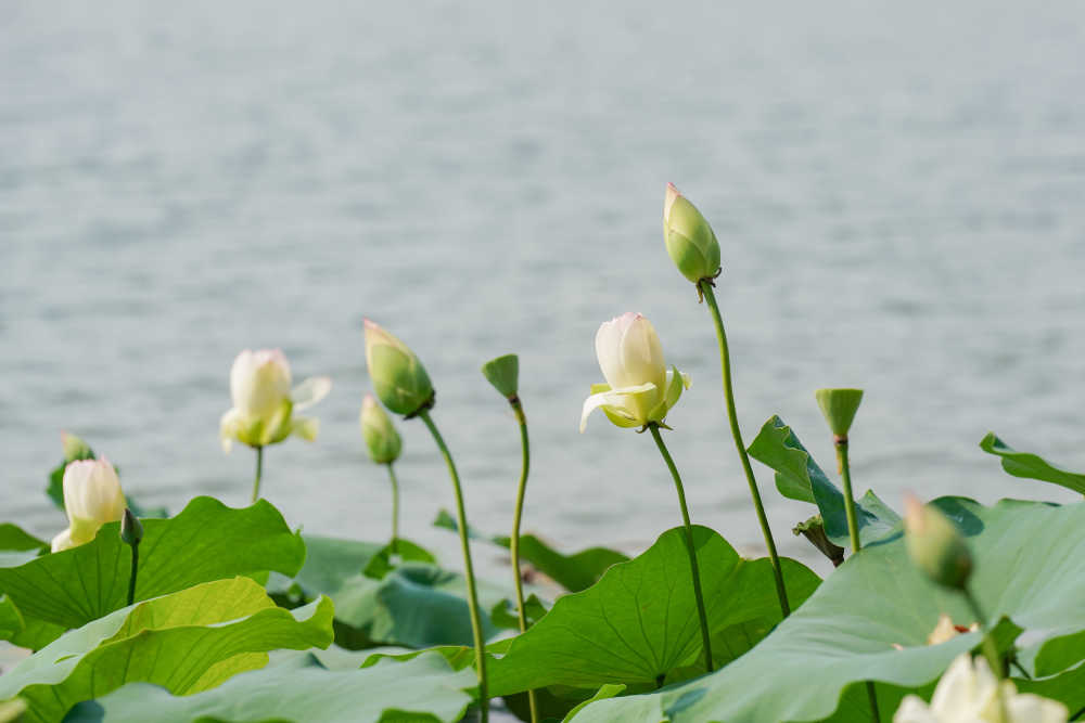 夏荷