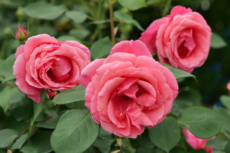 月季花 14