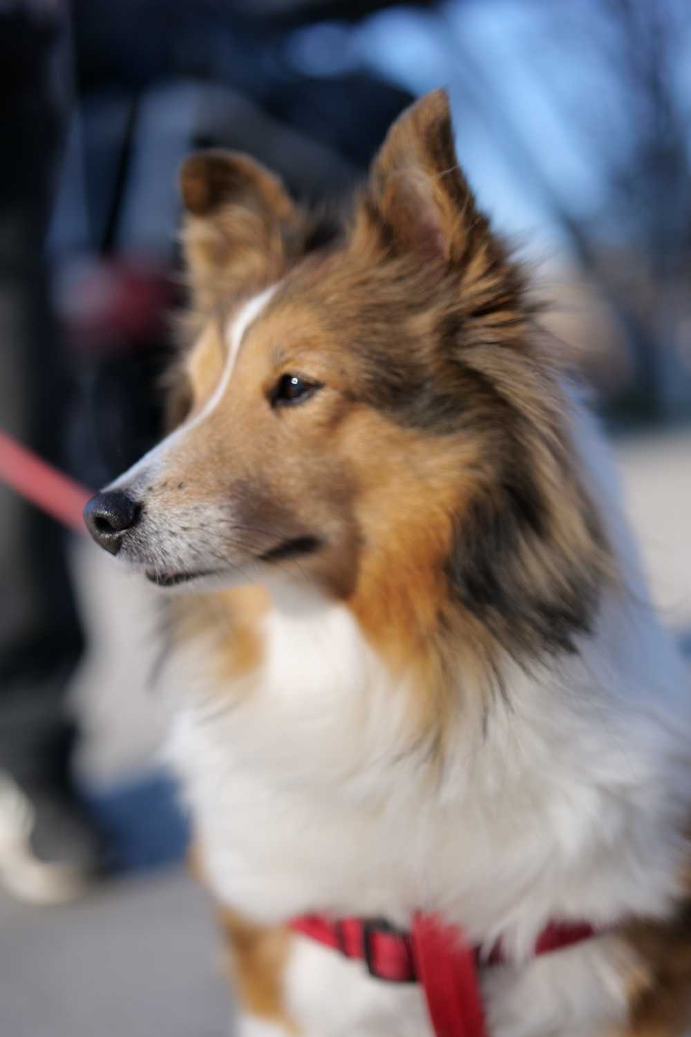 喜乐蒂牧羊犬