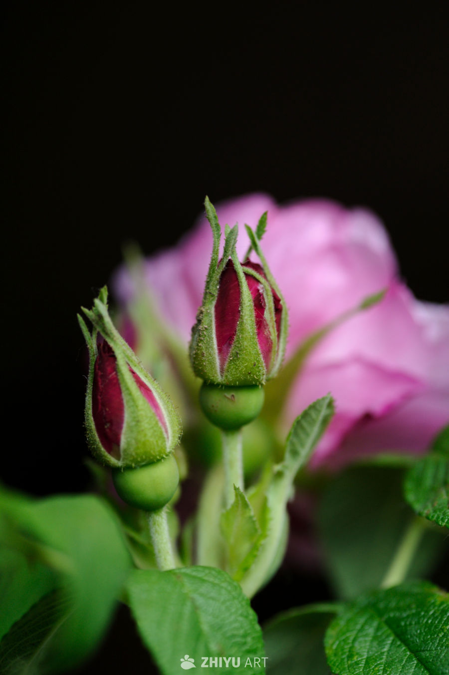 玫瑰花 3