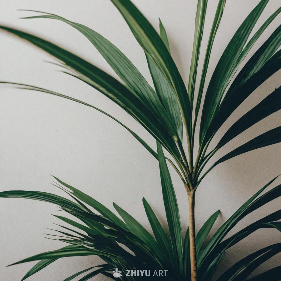 画面中是一株茂盛的绿色植物，叶子呈放射状排列，靠近
