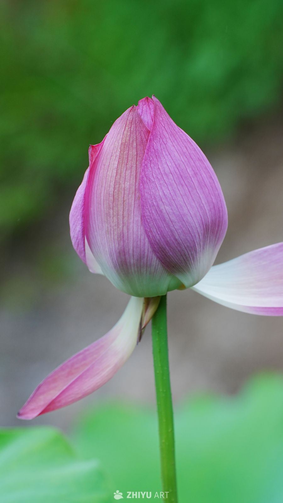 粉嫩花蕾绽放前