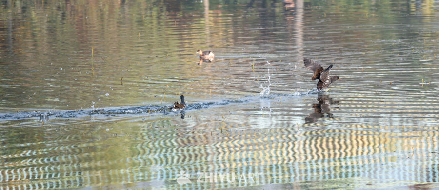 黑水鸡在水面活动的场景