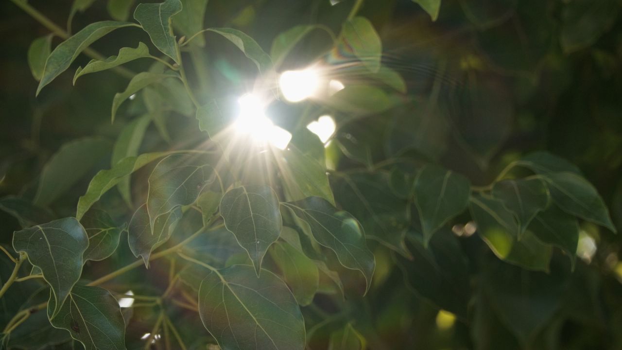 植物树木春天夏天绿油油生机盎然