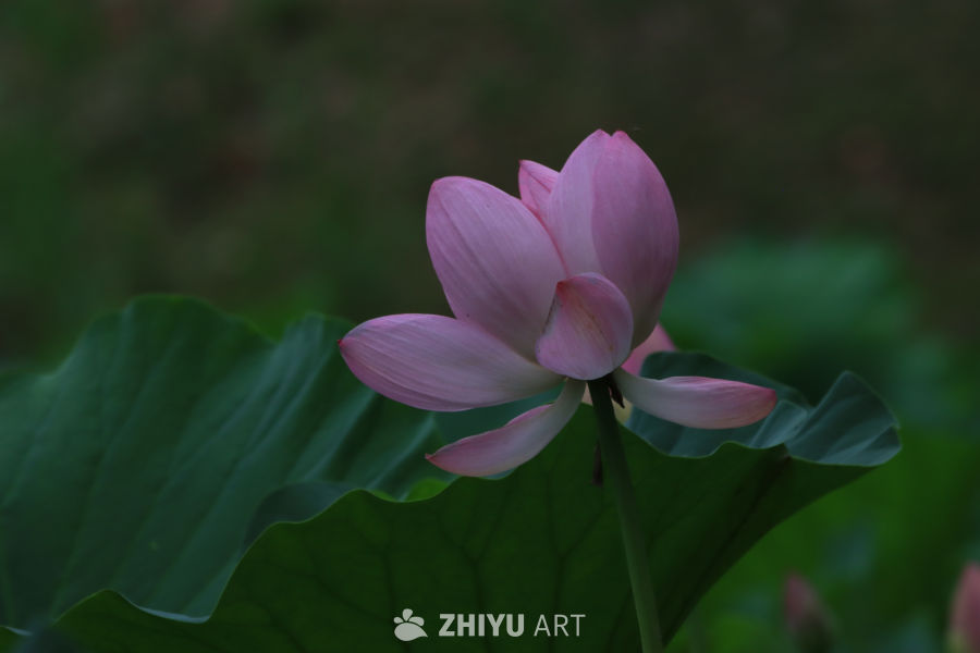 荷花 100