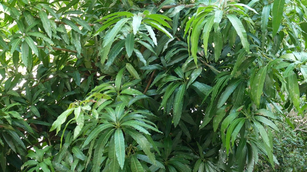 晴天风吹芒果叶
