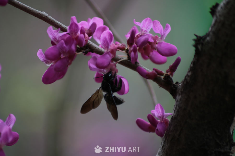 蜜蜂与紫花盛开