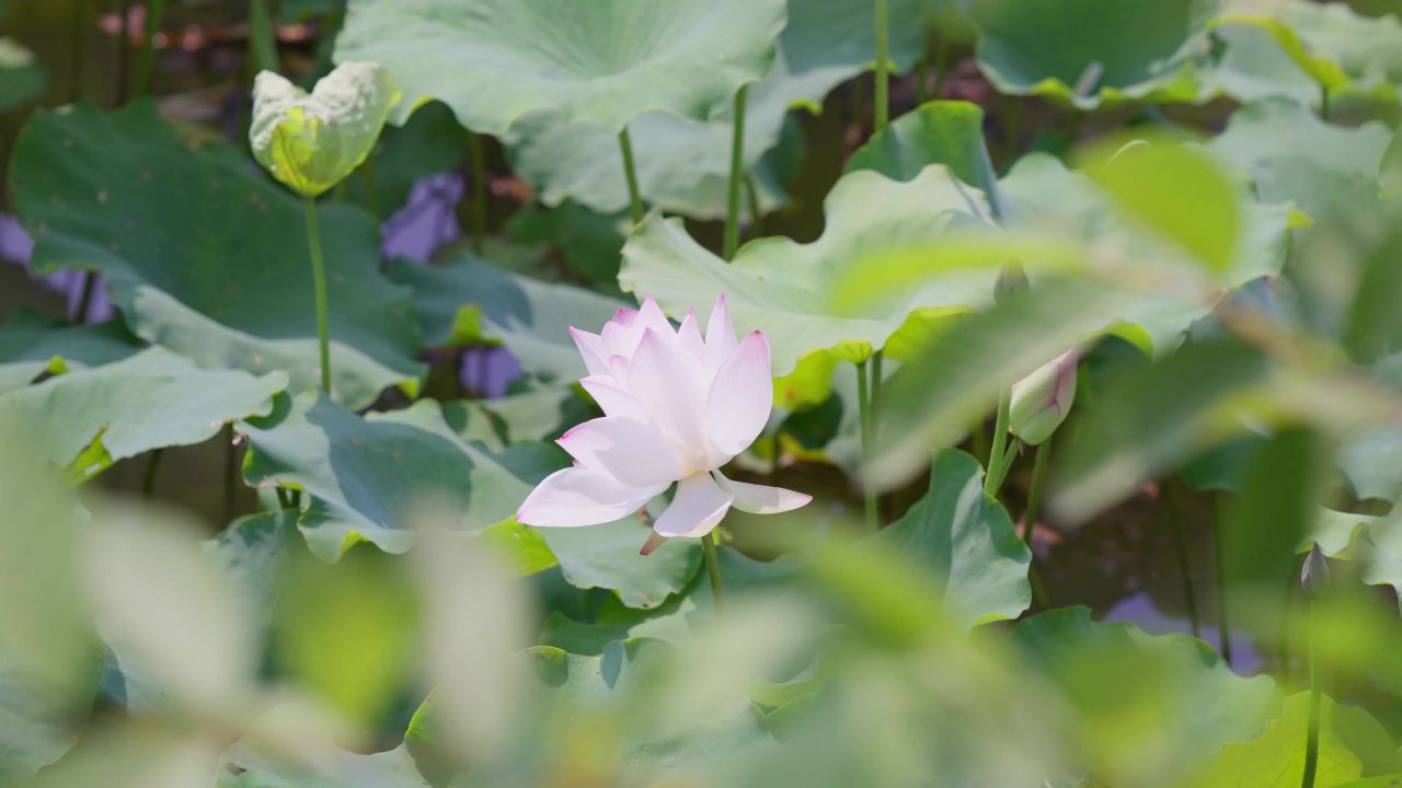 实拍夏日荷花