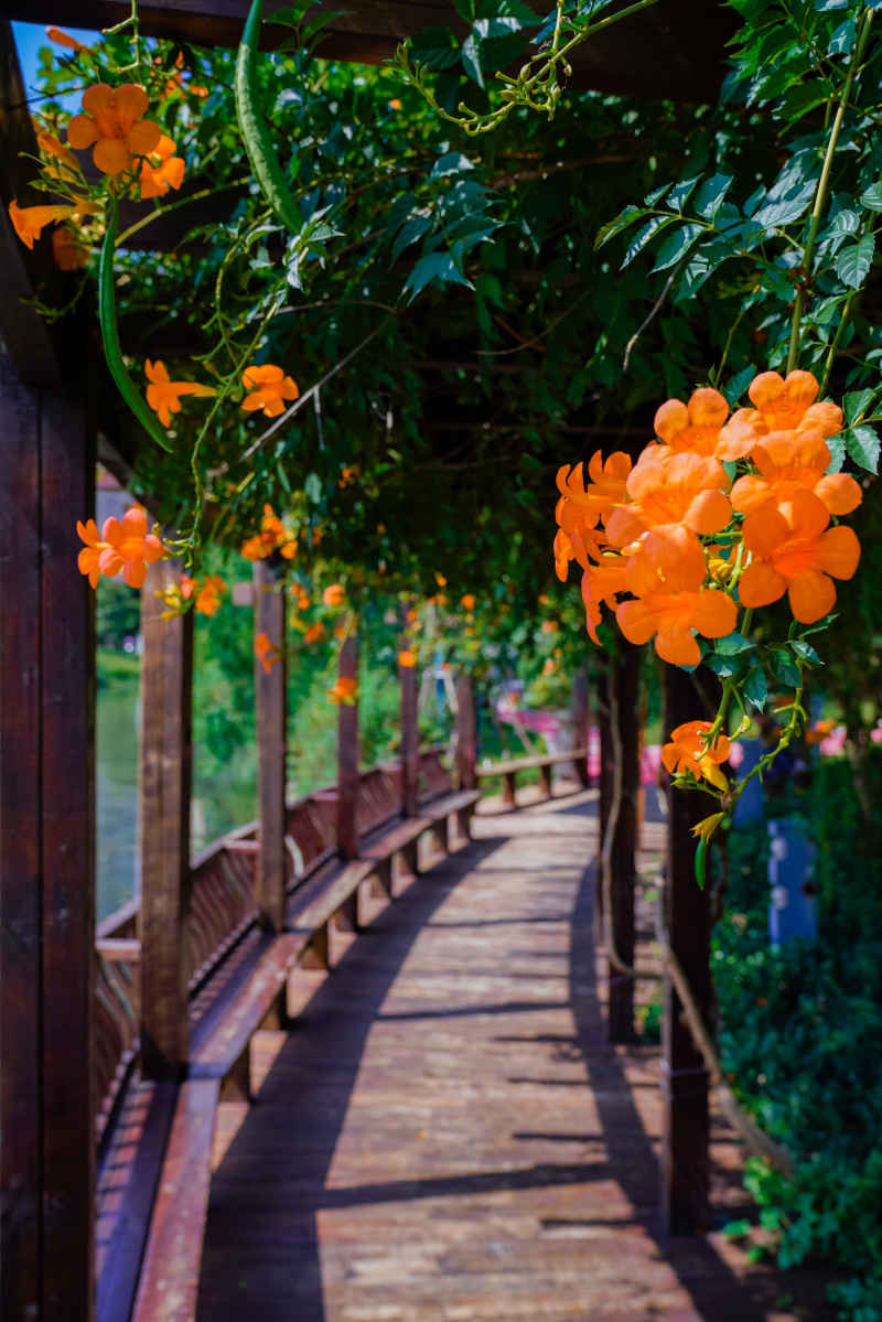 凌霄花 5
