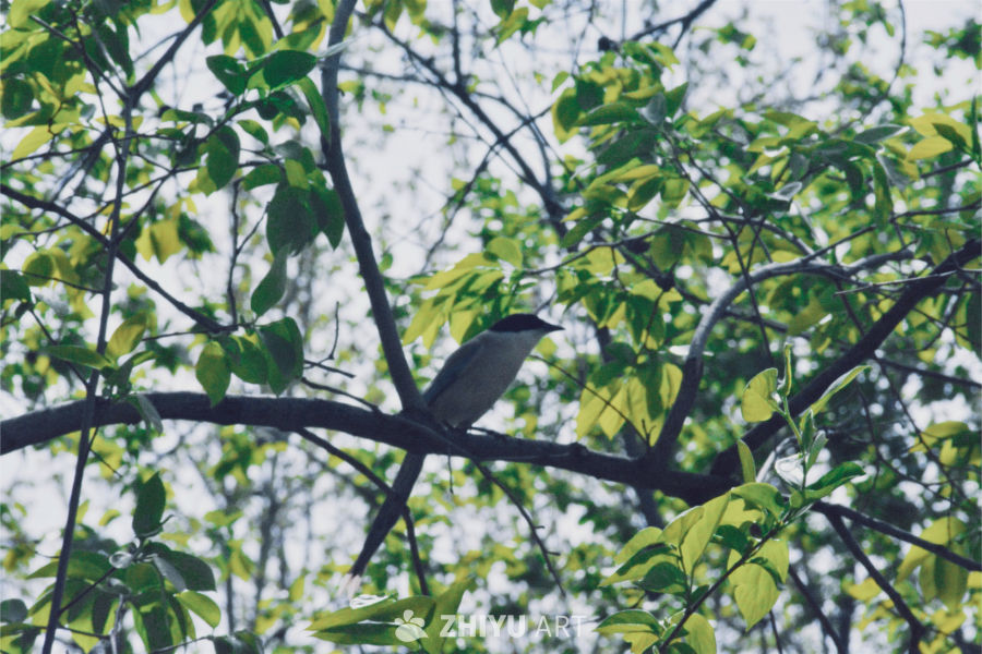 春日枝头的小鸟