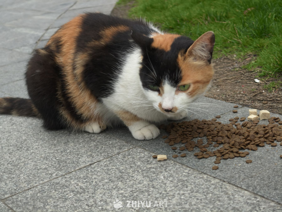 觅食的猫咪