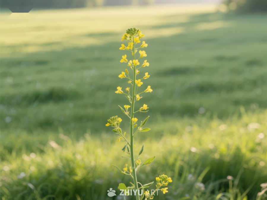 田野中的黄色小花 396