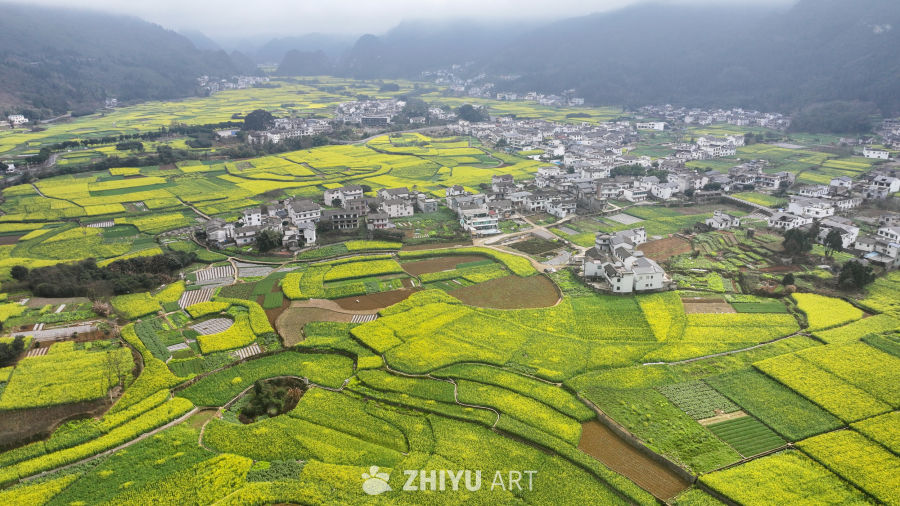 航拍油菜花盛开  美丽乡村 4