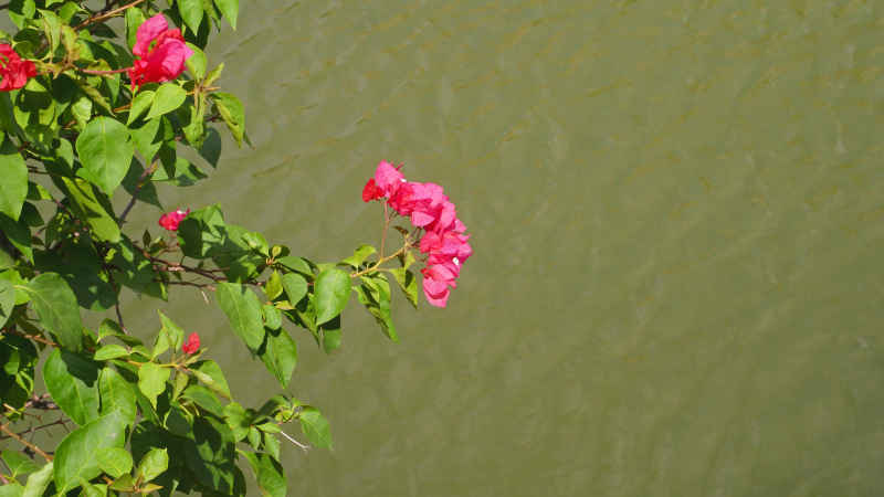河面上的盛开的叶子花
