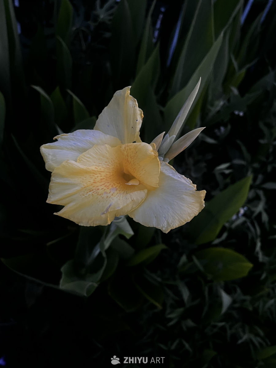 夜色中的黄花