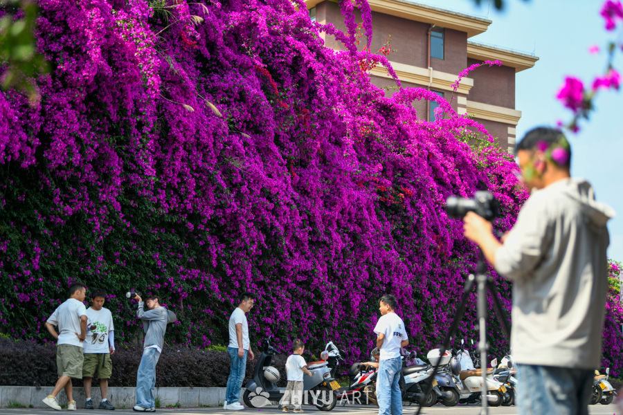 三角梅花开 17