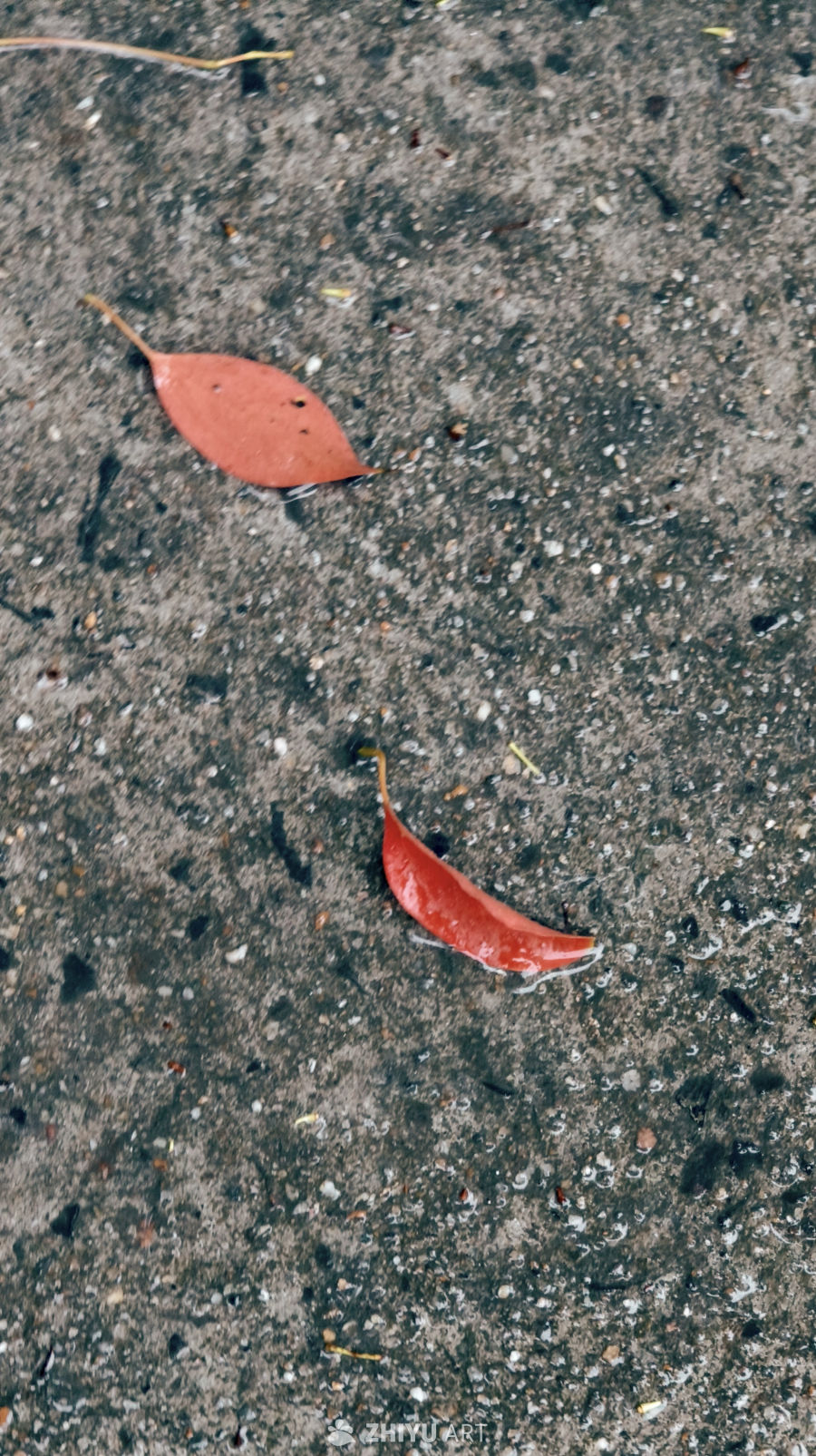 雨后掉落在地面上的枯叶