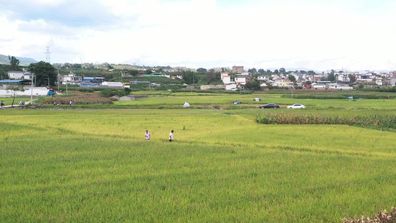 城市、稻田 19