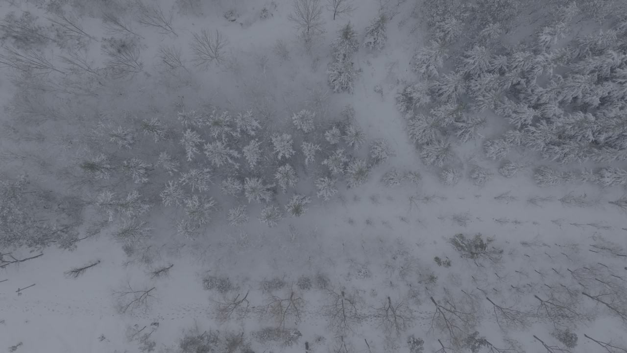 雪中森林航拍