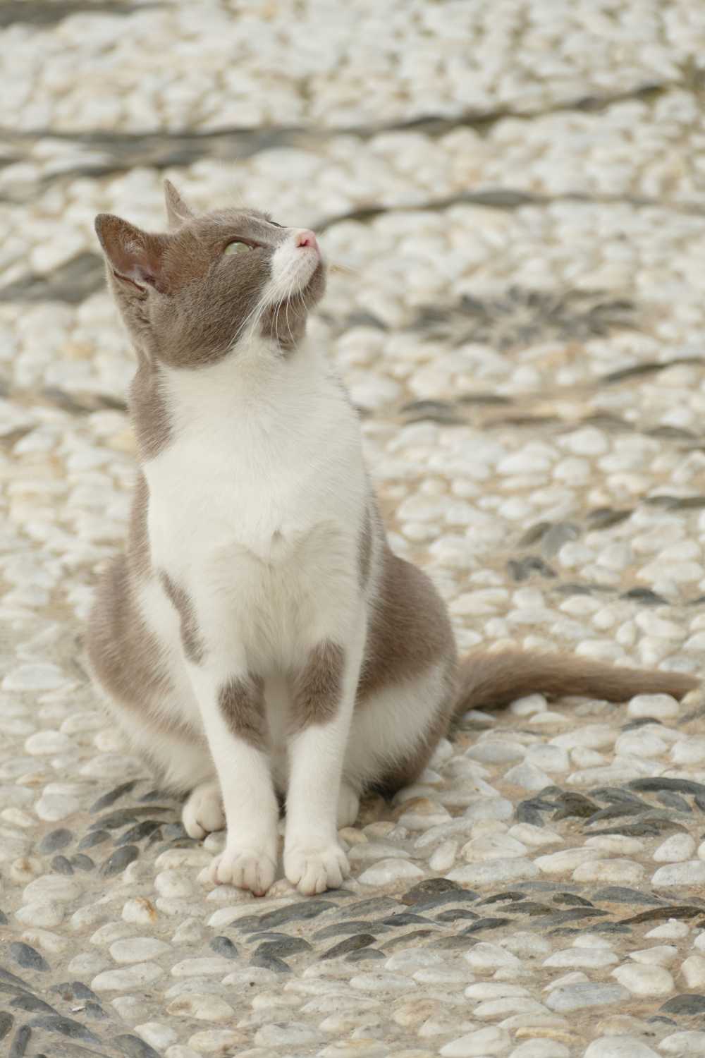 猫咪猫宠物哺乳动物