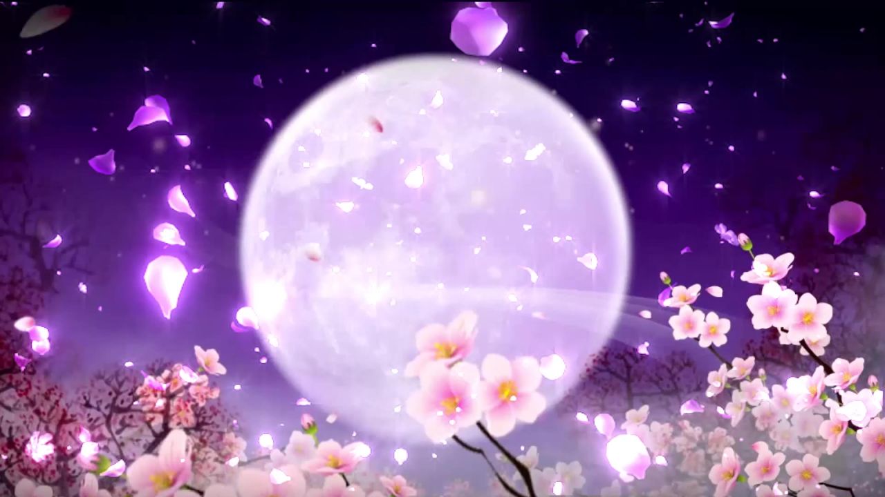 唯美桃花背景视频 23