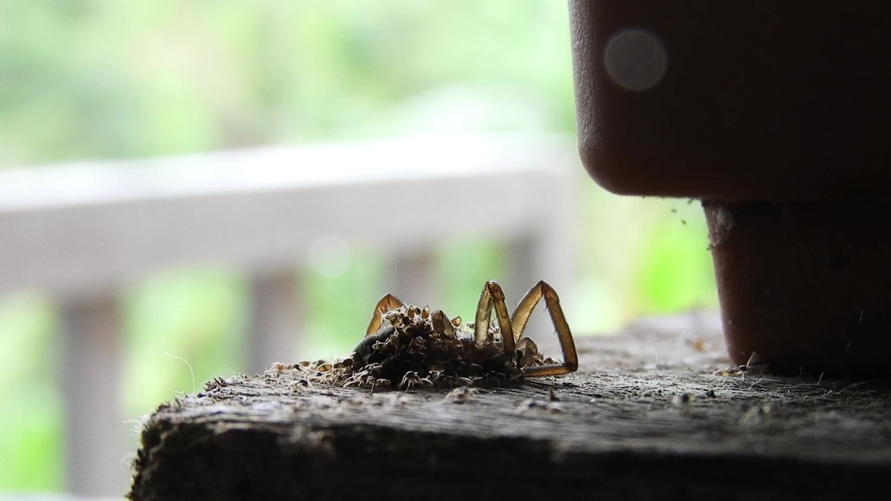 蚂蚁昆虫花园哥伦比亚