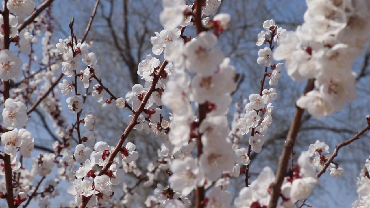 花花