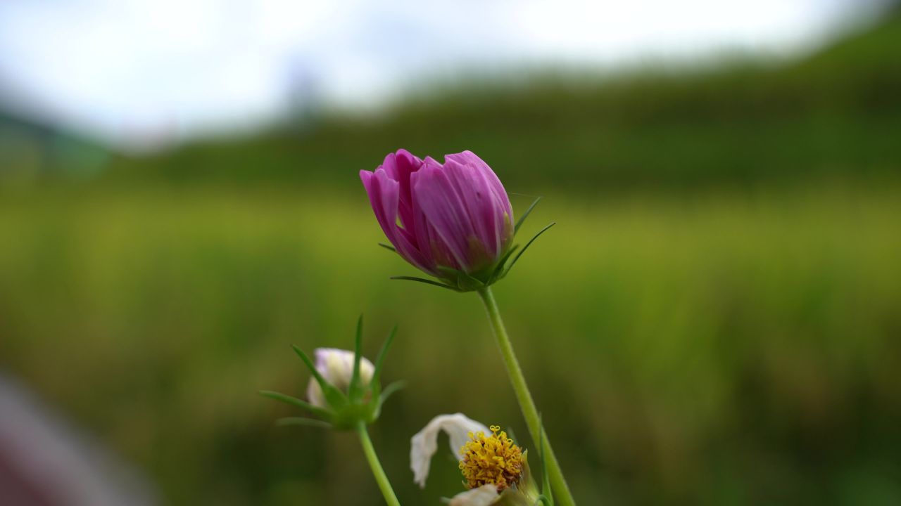花
