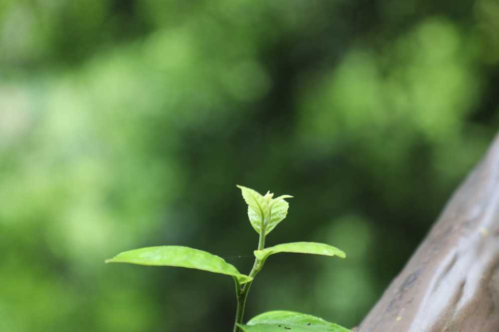 生长的植物