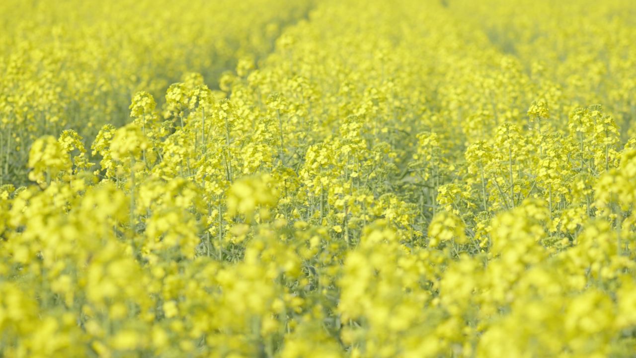 春天农村油菜花海蜜蜂采蜜 1